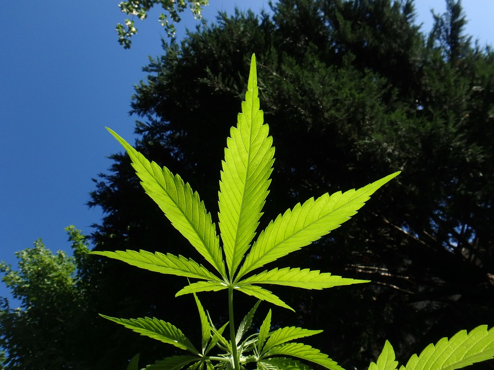 Cannabis sativa vs indica, efectos y propiedades 