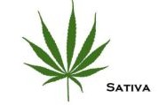 Marihuana Sativa