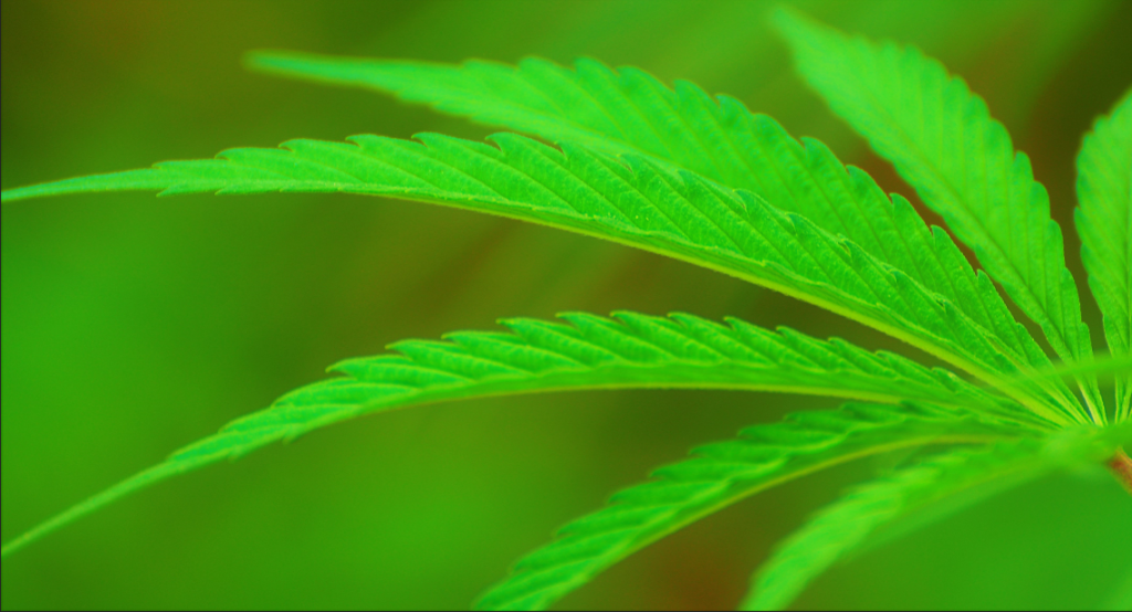 Qué es y cuáles son los beneficios del cannabis medicinal (CBD)